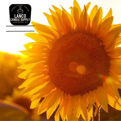 Golden Sunflower